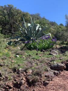 iris et aloe vera