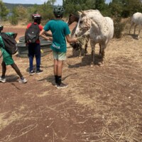 jeunes avec les chevaux